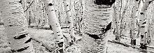  Helmut Hirler