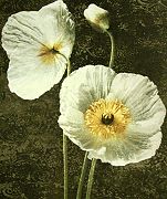  John Seba