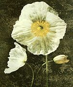  John Seba